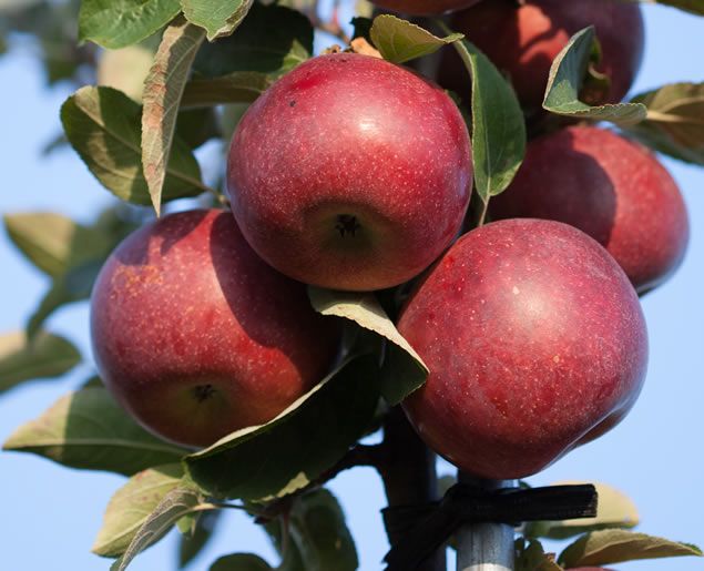 Apples from the Comox Valley.