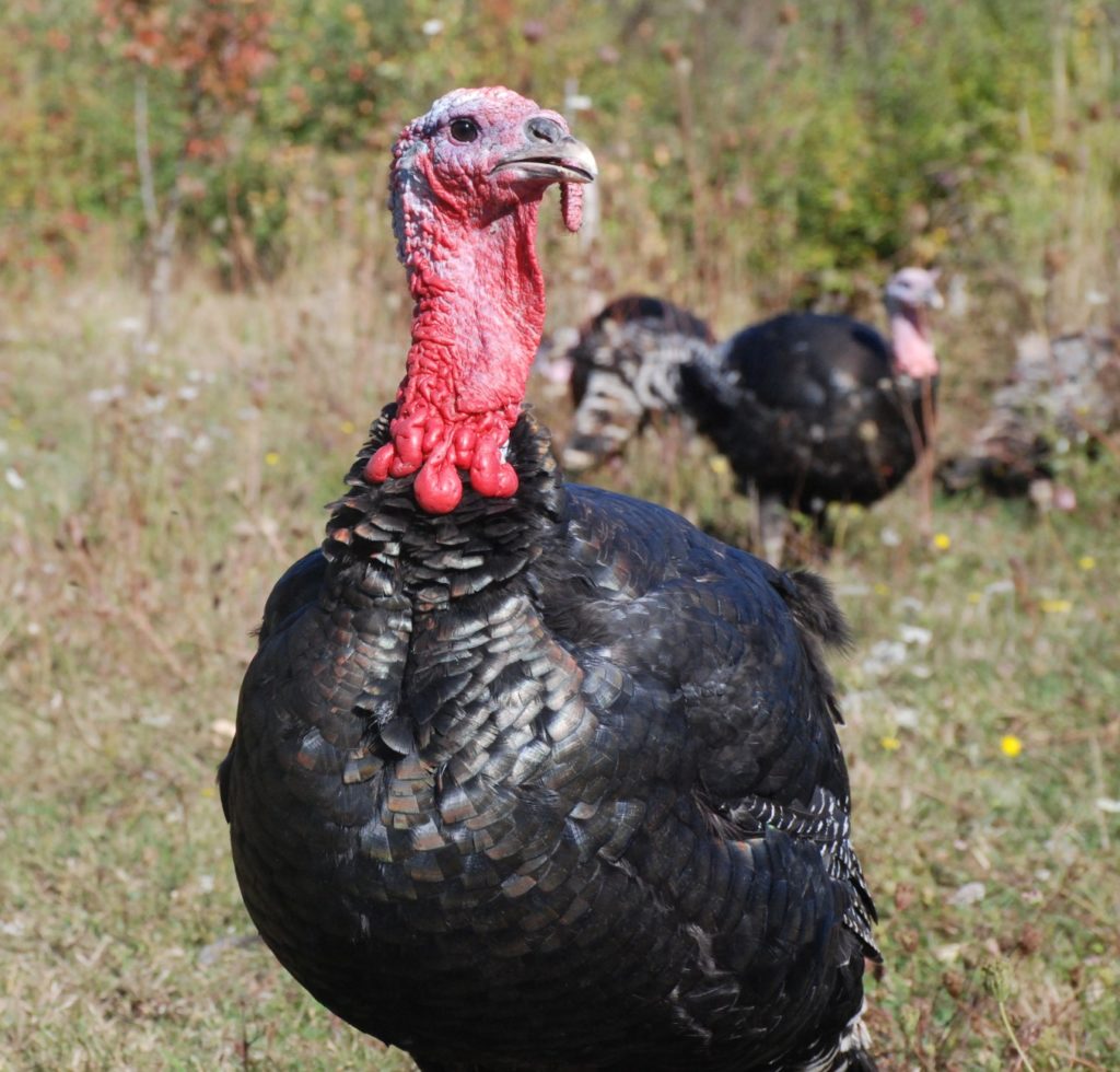 A bronze turkey from the Comox Valley.