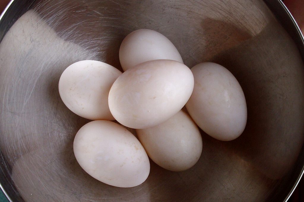 Farm duck eggs