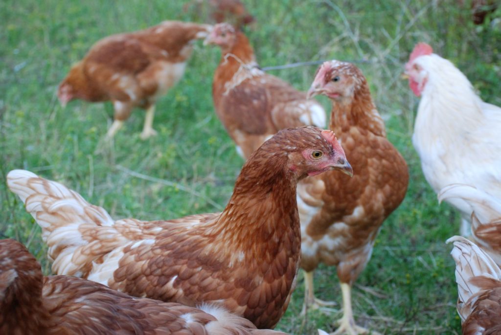 Egg laying hens from the comox valley.