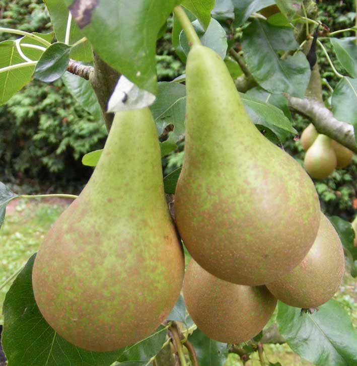 Comox Valley farm Pears on a tree