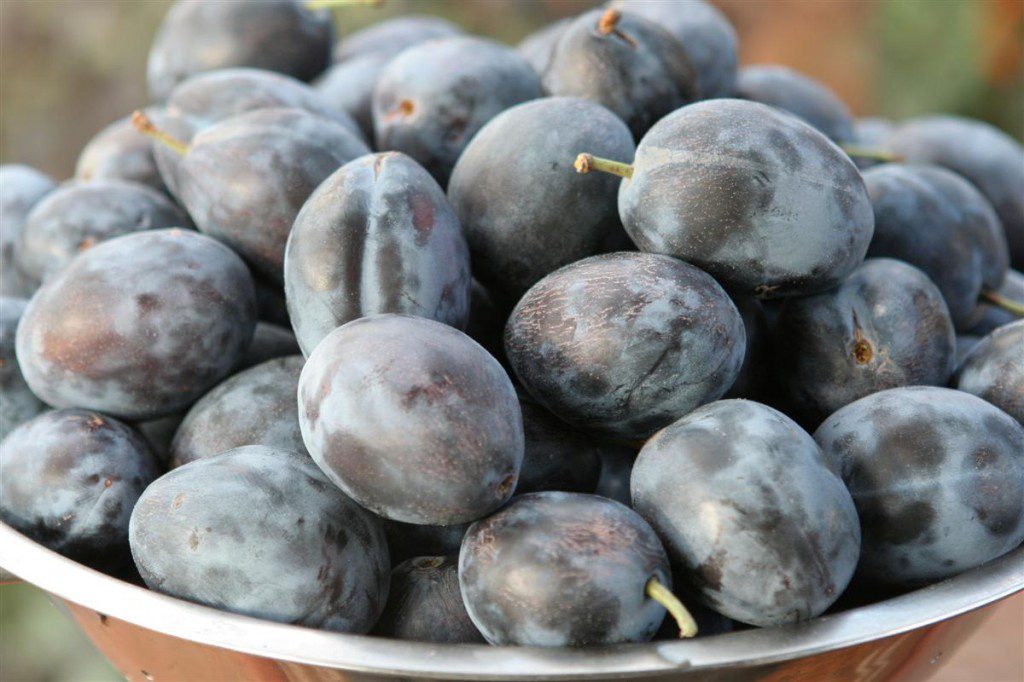 Prune plums from the Comox Valley.