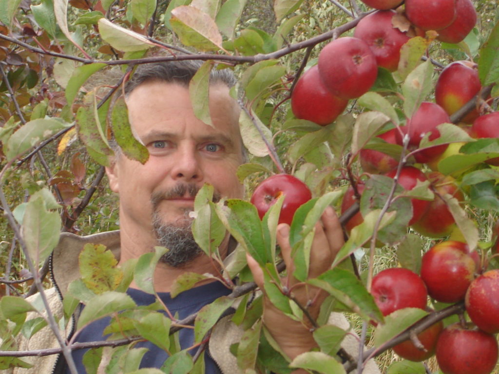 A farmer looking through the branches of an apple tree heavy with red fruit