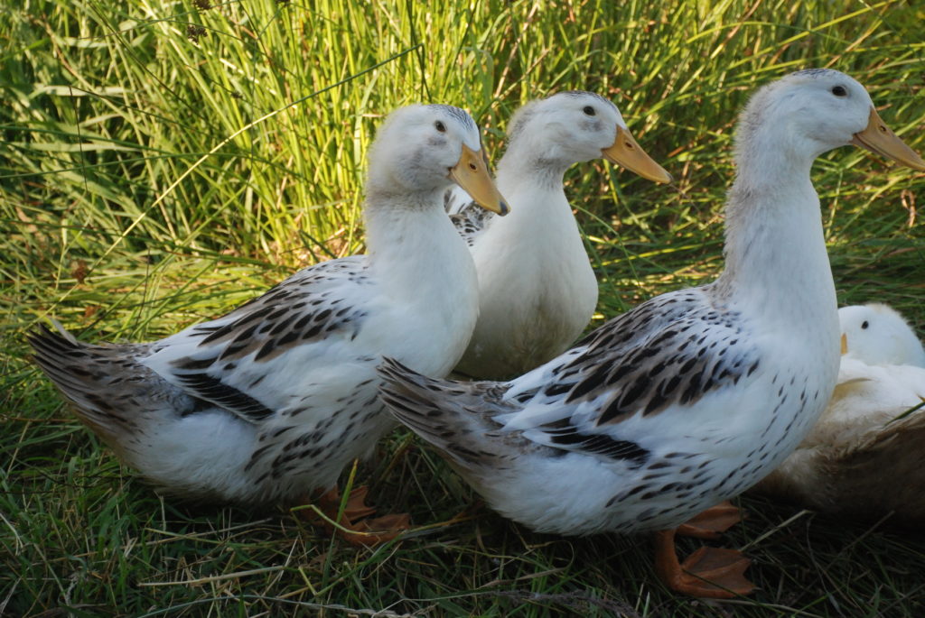 Silver Appleyard ducks resting in tall grass