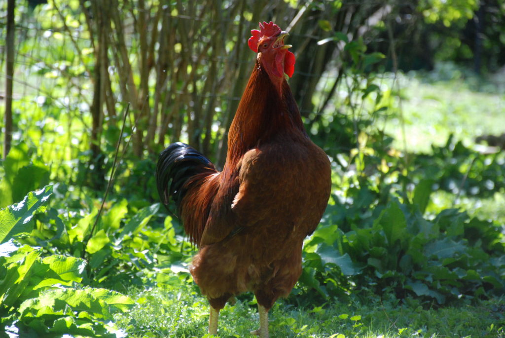 A red rooster in the dappled light of the garden
