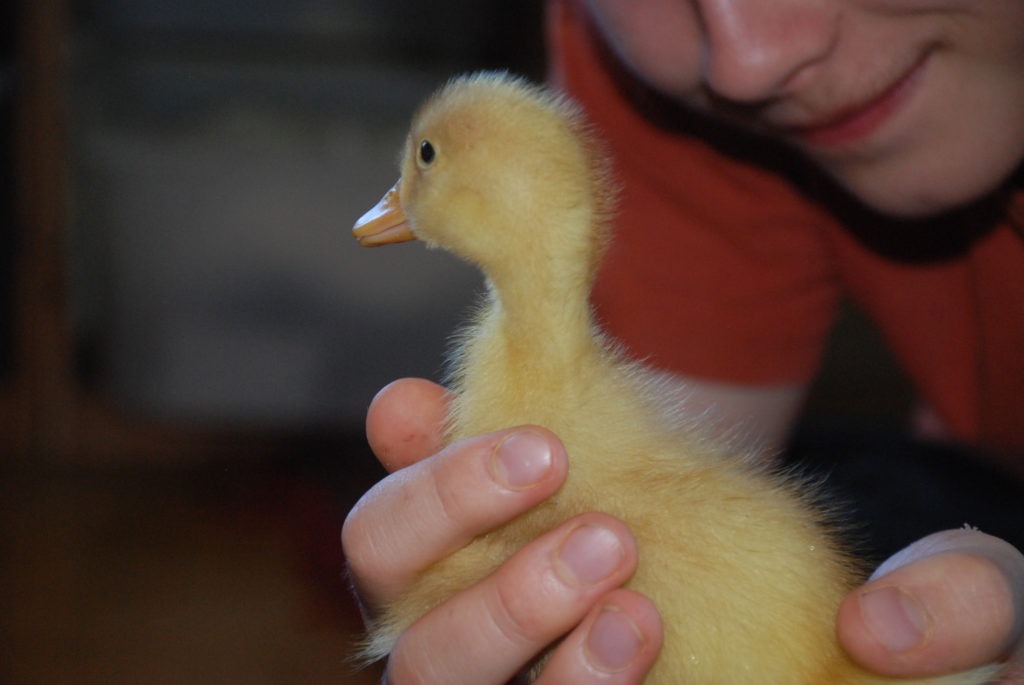 A fluffy yellow duckling held gently in two hands