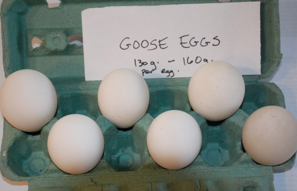 Five white goose eggs in a green carton with a hand-written “Goose eggs” sign