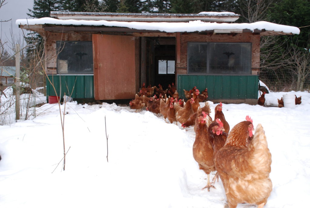 Hens heading out of the henhouse into fresh snow