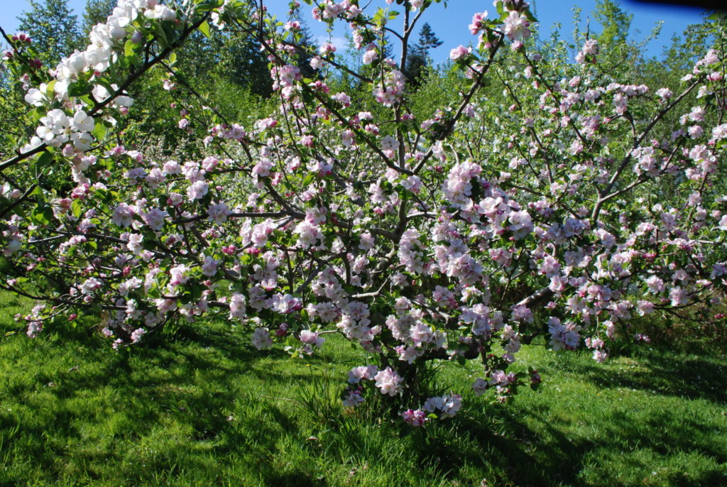 The apple orchard in full pink bloom under a blue sky