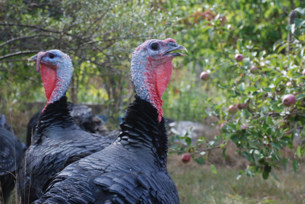 Two bronze heritage turkeys foraging under an apple tree in the orchard