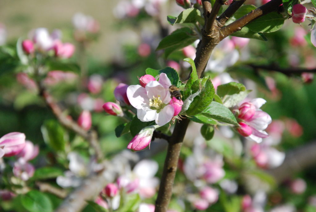 Pink apple blossoms up close in the Harmony Acres orchard