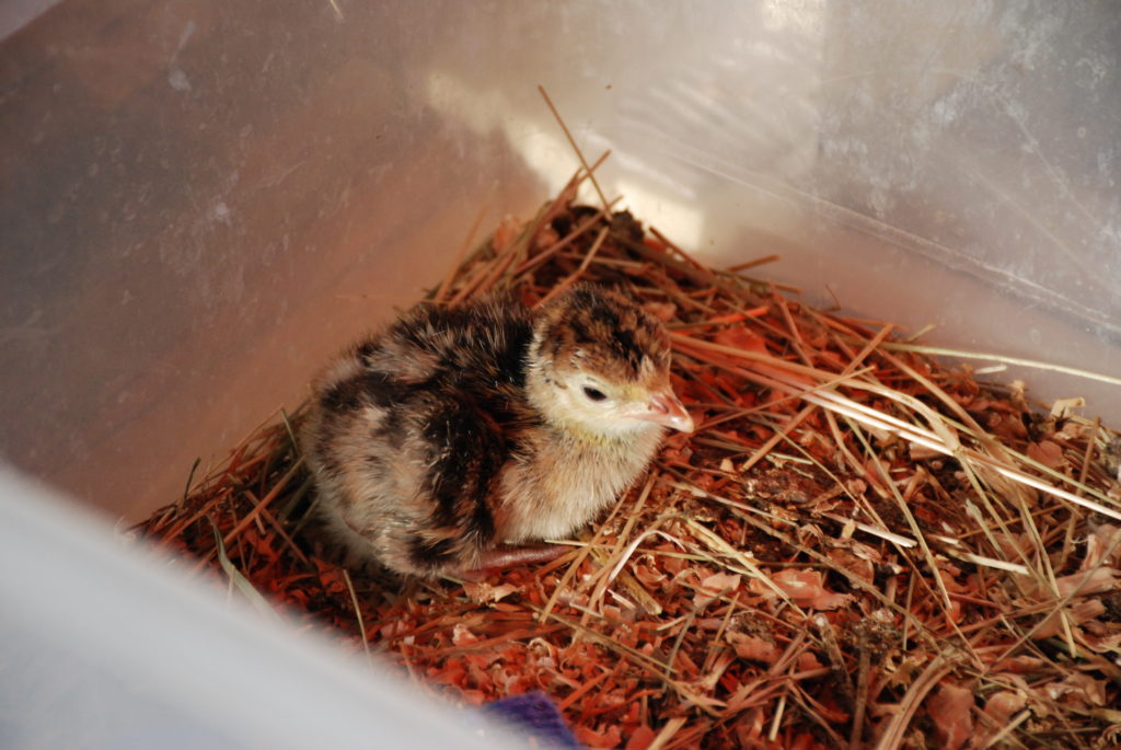 turkey chick