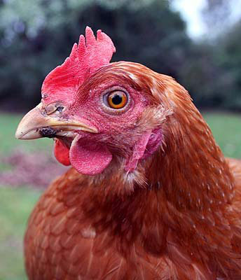 Close-up portrait of a red-brown laying hen at Harmony Acres